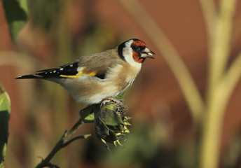 chardonneret