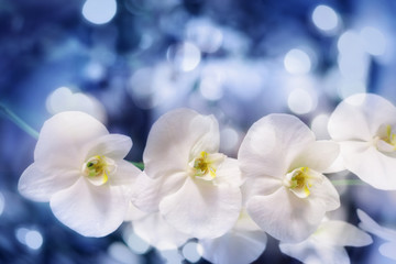 Blue bokeh blurry background with white orchid flowers