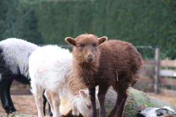 Fototapeta premium sheep and just born lambs in Moordrecht, The Netherlands duing spring 2018