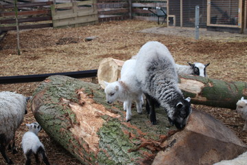sheep and just born lambs in Moordrecht, The Netherlands duing spring 2018