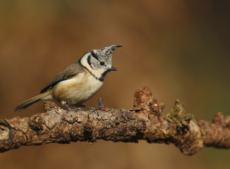 mésange huppée
