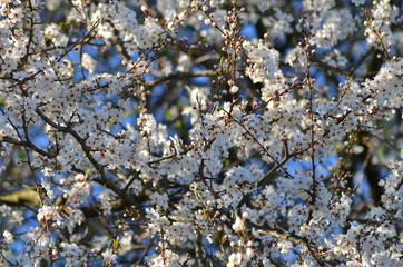 Kwitnące drzewo wiśni na wiosnę - obrazy, fototapety, plakaty
