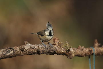 mésange huppée