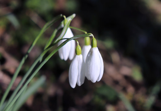 Nature background.Beautiful snowdrop. The first sign of spring. The snow-white flowers in the shape of a bell. Spring flowers.Blurred background.