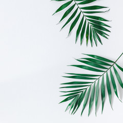 Leaf pattern. Green tropical leaves on gray background. Summer concept. Flat lay, top view, copy...