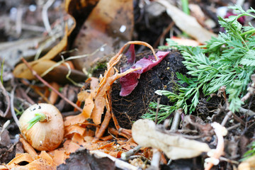 Komposthaufen im Garten, Kompost, Gartenarbeit, Kompostien von Biomüll, Reduzierung von Abfall durch Mülltrennung, nachhaltiges handeln