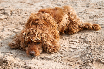 A dirty dog in a collar lies on the sand