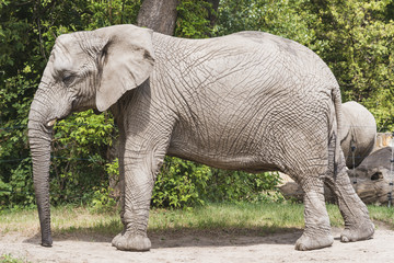 Fototapeta premium elephant near tree