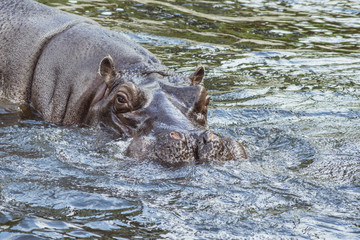 big hippo in water