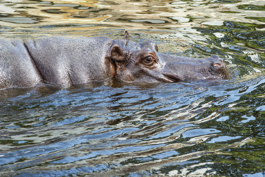 hippo floating in water