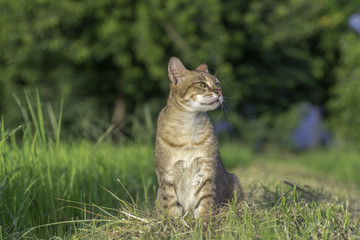Cats sit in the morning sun in the field.