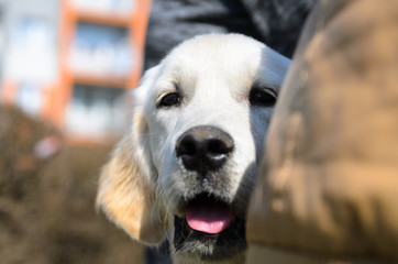 Portrait photo of golden retriever puppy on a walk around the neighborhood. Blurred background.