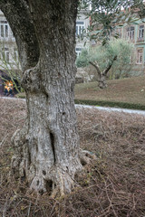 Olive tree trunk in a park of Porto