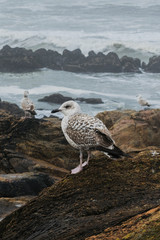 Seagull sitting on a rock with two other seagulls in background on a windy day.