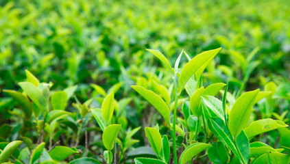 Tea leaf plantation