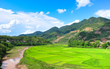 rice field in the Northern of Vietnam