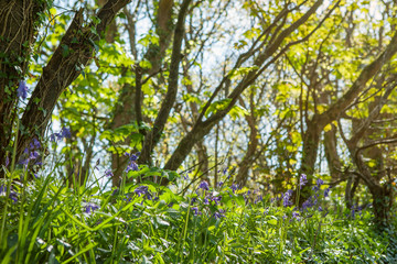 Bluebells in woods near Carbis Bay, Cornwall, Uk