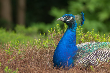 Fototapeta premium Peacock resting on a sunny afternoon in the botanic gardens of Cologne, Germany