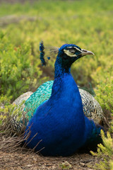 Fototapeta premium Peacock resting its eyes on a sunny afternoon in the botanic gardens of Cologne, Germany