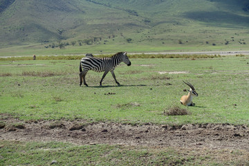 Naklejka premium Zebra und Thomson-Gazelle im Ngorongoro-Krater, Tansania