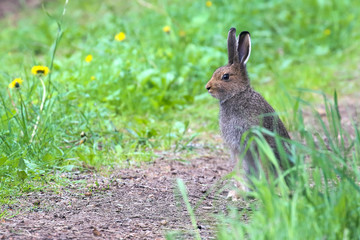 Hare