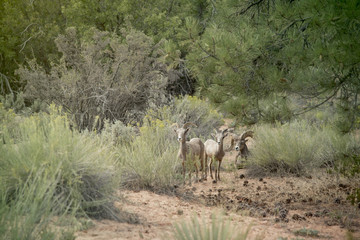 The Mountain Goats Family at Zion National Park having food on Evening