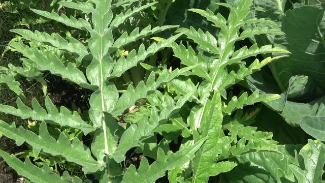 Artichoke plants in soil