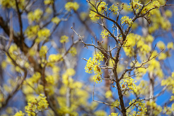 Scenery of Cornus officinalis flower festival in Gurye