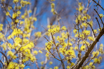 Scenery of Cornus officinalis flower festival in Gurye