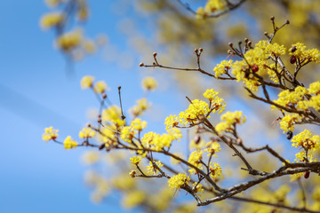 Scenery of Cornus officinalis flower festival in Gurye