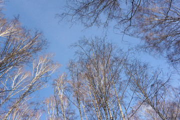 Fototapeta na wymiar look up at the trees
