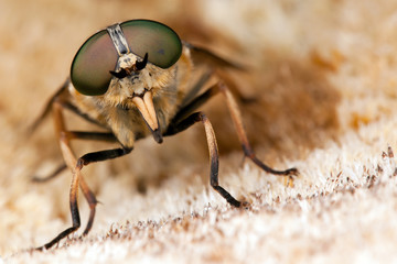 Horsefly with big eyes