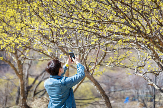 Man taking Cornus officinalis flower pictures