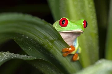 Abwaschbare Fototapete Red-eyed tree frog hiding behind the leaf © Linas T