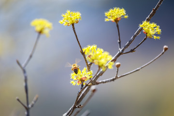 Scenery of Cornus officinalis flower festival in Gurye