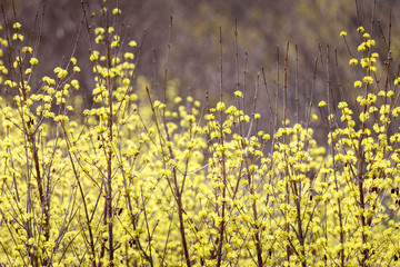 Scenery of Cornus officinalis flower festival in Gurye