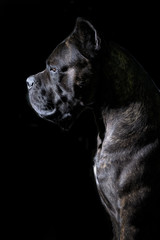 Cane corso