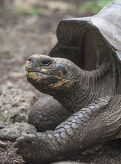 Obraz premium Riesenschildkröten auf Galaoagos