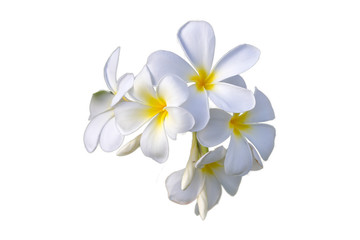 Cut off photo of white and yellow flower isolated on white.