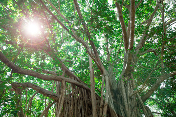 Fototapeta premium Green tree with branches and leaves