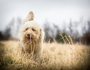 Golden Doodle