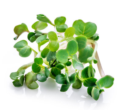 Young sprout microgreen isolated with shadow. Clipping path.