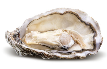Fresh oyster isolated with shadow. Clipping path.