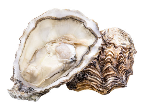 Fresh oyster isolated with shadow. Clipping path.