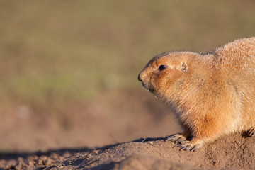 Naklejka na ściany i meble Marmot (Cynomys ludivicianus) prairie dog close-up in profile. Nature image with copy-space.