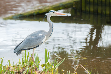 close-up of grey heron on a riverbank