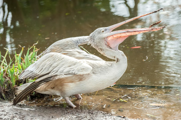 close-up of a pelican feeding on fish
