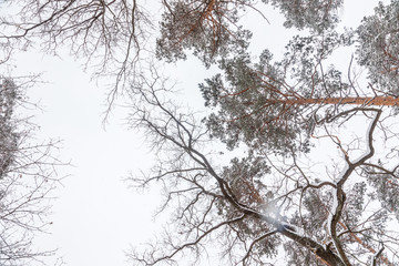 Fototapeta na wymiar Landscape with winter forest, coniferous trees