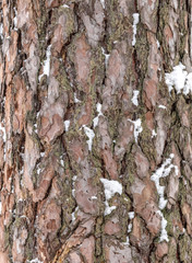 Background with tree bark, wooden texture