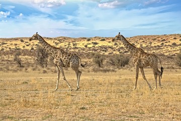 Giraffen im Kgalagadi Transfrontier Park